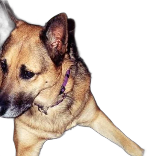 animal, staff, creature, photorealistic, german, shepherd, dog, wearing transparent PNG cut-out
