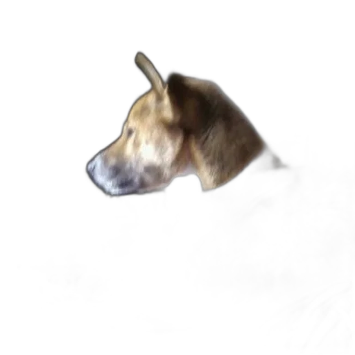 animal, creature, staff, face transparent PNG cut-out