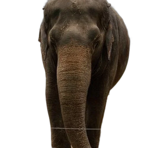 animal, creature, staff, face, photorealistic, large, elephant, stands transparent PNG cut-out