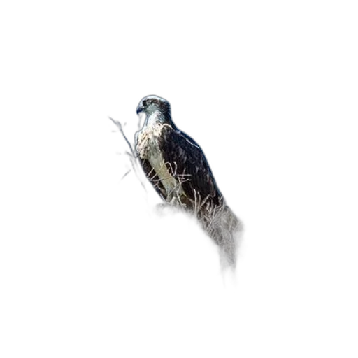 animal, dragon, creature, staff, photorealistic, pixel art, concept art, 3d render transparent PNG cut-out