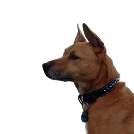 staff, animal, face, creature, photorealistic, 3d render, dog, pointed transparent PNG cut-out
