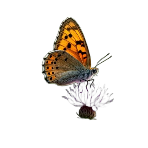 jewelry, animal, creature, flower, 3d render, concept art, photorealistic, pixel art transparent PNG cut-out