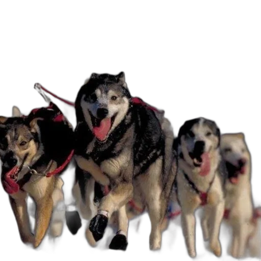 staff, animal, concept art, 3d render, photorealistic, cover, iditarod, great transparent PNG cut-out