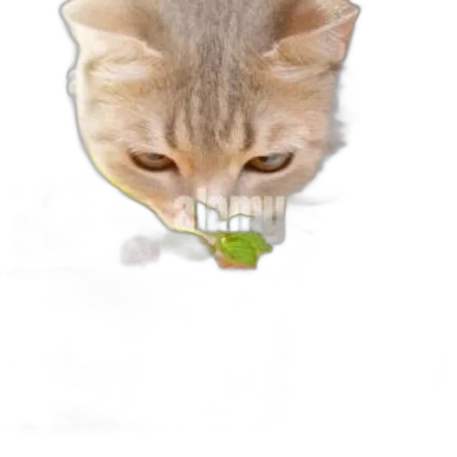 food, animal, face, creature, photorealistic, concept art, 3d render, pixel art transparent PNG cut-out