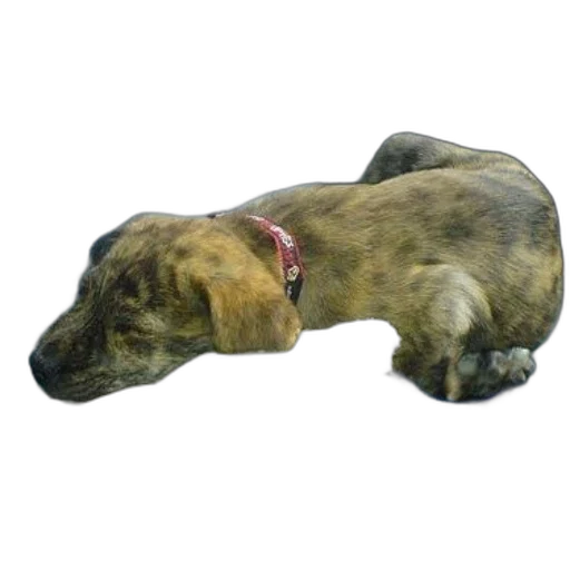 animal, staff, creature, photorealistic, 3d render, brown, puppy, red transparent PNG cut-out