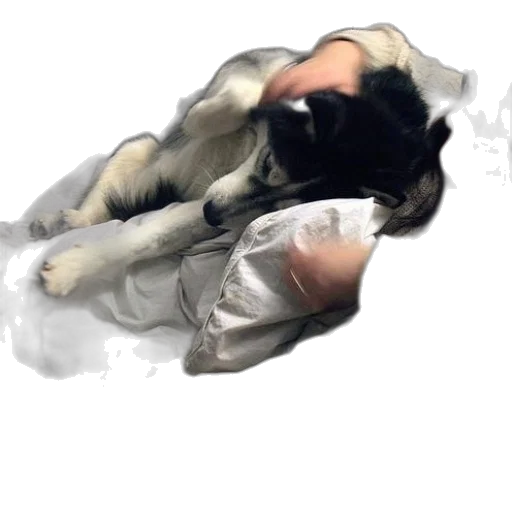 animal, creature, staff, dragon transparent PNG cut-out