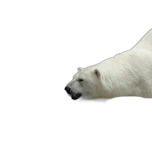 animal, creature, food, face, 3d render, photorealistic, concept art, polar transparent PNG cut-out