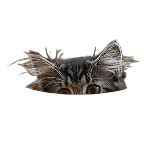 hat, crown, mask, creature, photorealistic, 3d render, curious, kitten transparent PNG cut-out