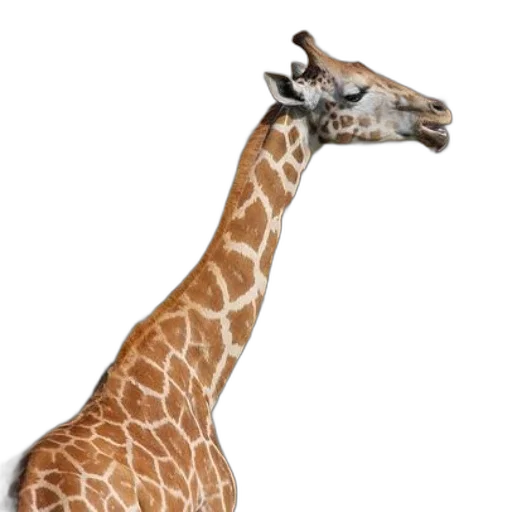 animal, creature, staff, hat, photorealistic, 3d render, concept art, giraffe transparent PNG cut-out