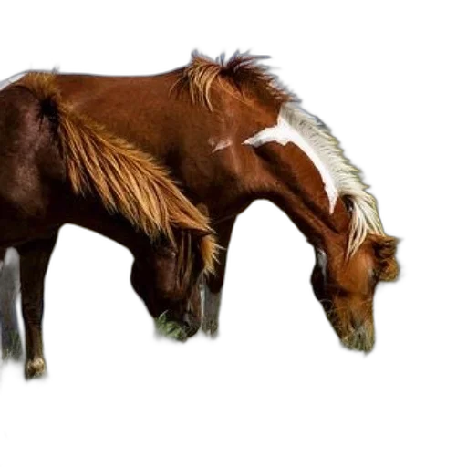 animal, hair, creature, weapon, photorealistic, 3d render, concept art, oil painting transparent PNG cut-out