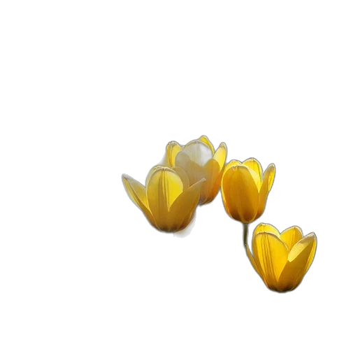 flower, crown, jewelry, shoes, 3d render, photorealistic, pixel art, concept art transparent PNG cut-out