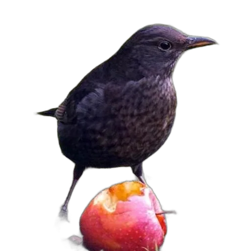 food, animal, staff, creature, photorealistic, 3d render, concept art, oil painting transparent PNG cut-out