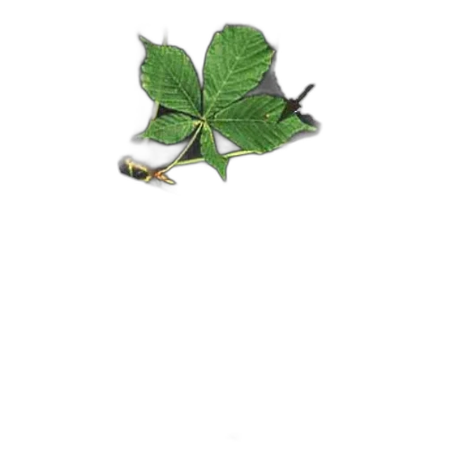 dragon, staff, flower, food, photorealistic, 3d render, concept art, oil painting transparent PNG cut-out