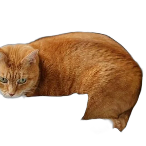 animal, creature, furniture, staff, photorealistic, 3d render, concept art, fluffy transparent PNG cut-out
