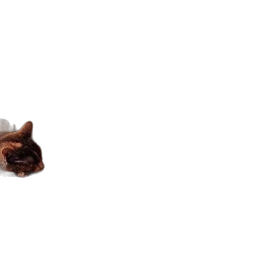 food, shoes, animal, weapon transparent PNG cut-out
