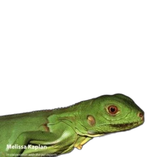 dragon, animal, staff, creature, photorealistic, 3d render, concept art, oil painting transparent PNG cut-out