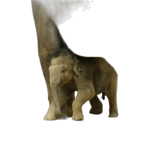 animal, creature, staff, concept art, photorealistic, 3d render, fantasy art, fog transparent PNG cut-out