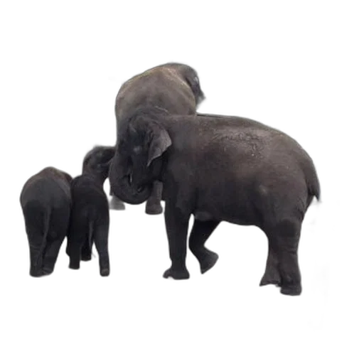 animal, 3d render, photorealistic, concept art, family, elephants, including, baby transparent PNG cut-out