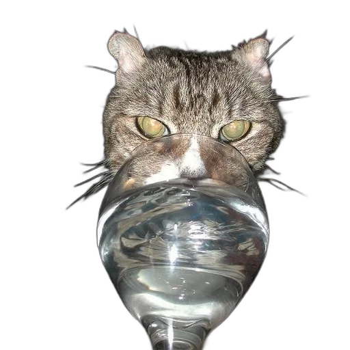 staff, bottle, animal, mask, photorealistic, 3d render, cat, green transparent PNG cut-out
