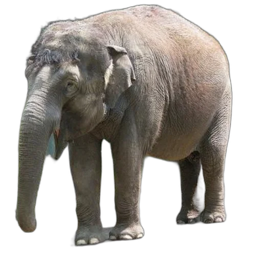 animal, creature, staff, weapon, photorealistic, 3d render, concept art, majestic transparent PNG cut-out