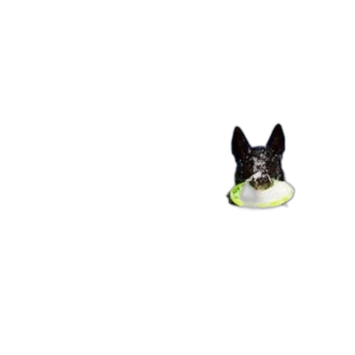 hat, animal, food, creature transparent PNG cut-out