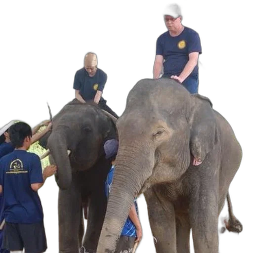 staff, people, interacting, elephants, under, canopy, outdoor, setting transparent PNG cut-out