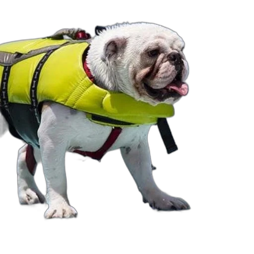 jacket, animal, creature, white, bulldog, wearing, yellow, life transparent PNG cut-out