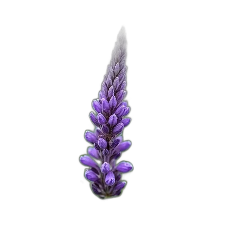 flower, jewelry, crown, hair, 3d render, photorealistic, concept art, fantasy art transparent PNG cut-out