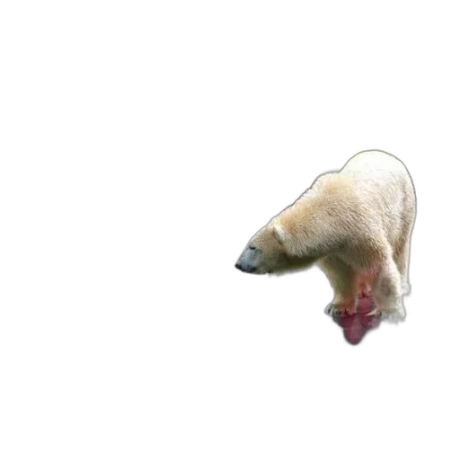 animal, creature, dragon, hair, 3d render, photorealistic, concept art, pixel art transparent PNG cut-out