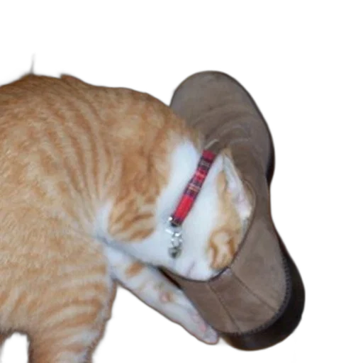 hat, staff, weapon, shoes, photorealistic, 3d render, cat, red transparent PNG cut-out