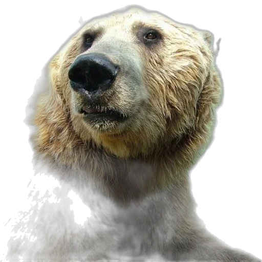 animal, creature, face, staff, 3d render, photorealistic, concept art, fantasy art transparent PNG cut-out