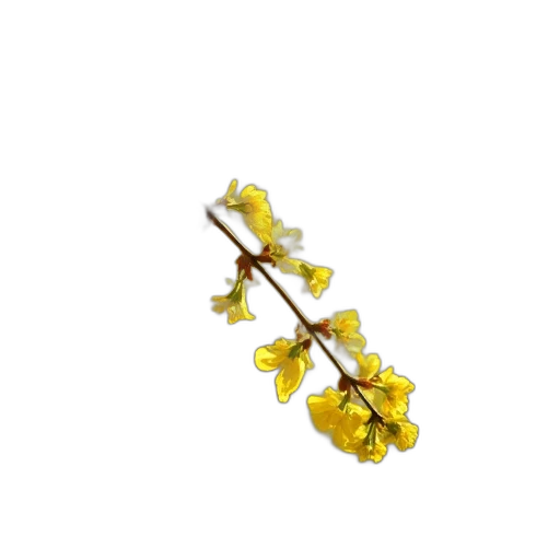 flower, staff, crown, jewelry transparent PNG cut-out