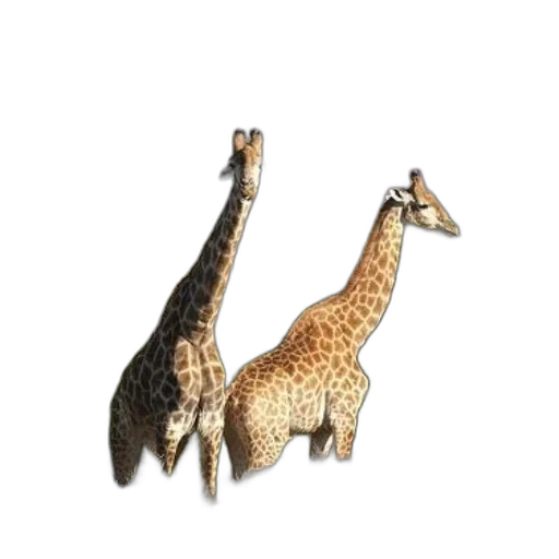 animal, jewelry, creature, staff, 3d render, concept art, photorealistic, pixel art transparent PNG cut-out