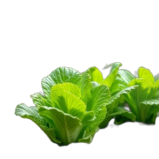 food, crown, weapon, flower transparent PNG cut-out