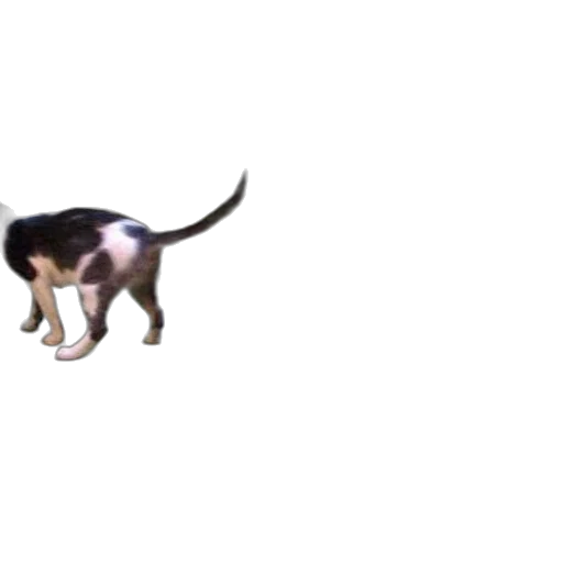 animal, creature, staff, dragon, 3d render, concept art, photorealistic, pixel art transparent PNG cut-out