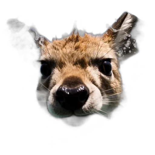 animal, mask, face, creature, photorealistic, 3d render, concept art, fantasy art transparent PNG cut-out