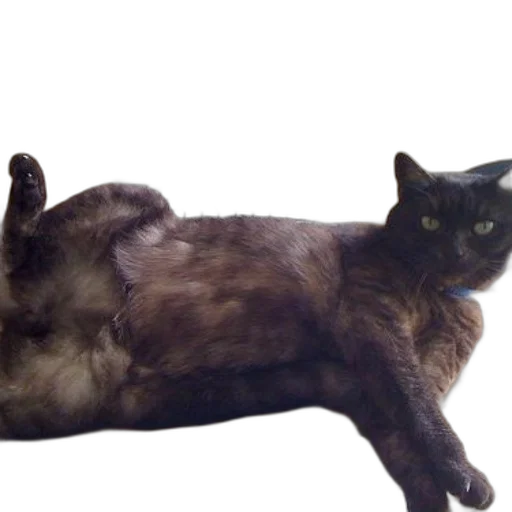 animal, creature, staff, furniture, photorealistic, 3d render, black, cat transparent PNG cut-out