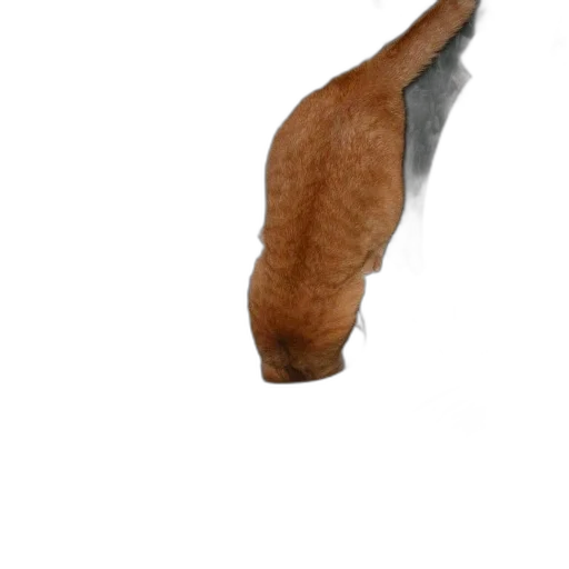 animal, shoes, hair, creature, photorealistic, 3d render, concept art, oil painting transparent PNG cut-out