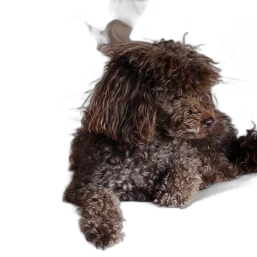 animal, creature, staff, hair, photorealistic, small, brown, curly-haired transparent PNG cut-out