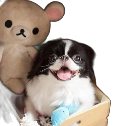 black, white, dog, sits, wooden, box, blue, toy transparent PNG cut-out