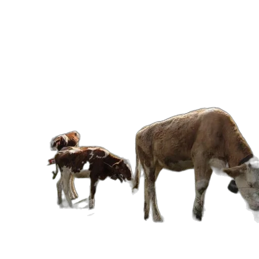 animal, creature, food, weapon, 3d render, concept art, photorealistic, forest transparent PNG cut-out