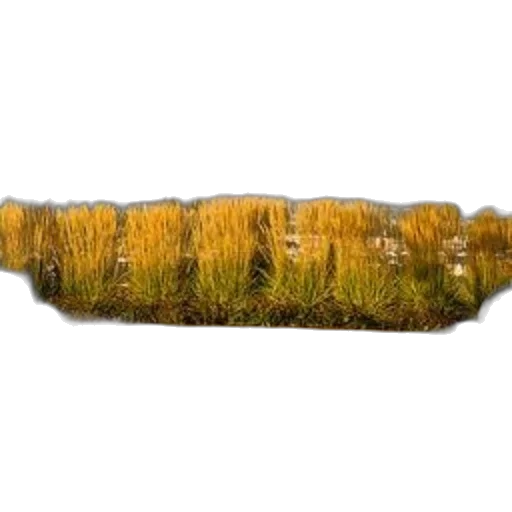 tree, hair, sword, crown, photorealistic, 3d render, forest, fog transparent PNG cut-out