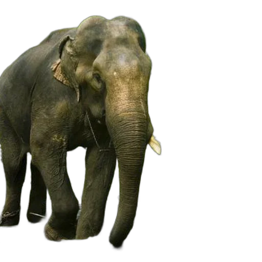 animal, creature, 3d render, photorealistic, concept art, majestic, elephant, stands transparent PNG cut-out