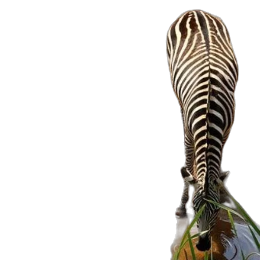 animal, staff, hair, shoes, photorealistic, two, zebras, their transparent PNG cut-out