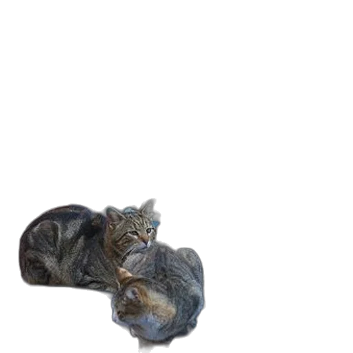 animal, creature, dragon, crown, photorealistic, 3d render, concept art, oil painting transparent PNG cut-out