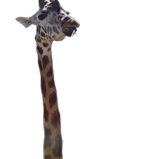 animal, staff, creature, hat, 3d render, photorealistic, concept art, two transparent PNG cut-out