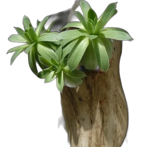 crown, staff, flower, tree, 3d render, photorealistic, concept art, green transparent PNG cut-out