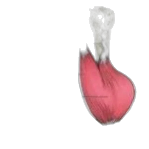 crown, flower, jewelry, hat, 3d render, photorealistic, concept art, anatomical transparent PNG cut-out