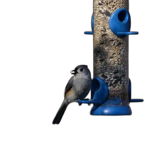 animal, staff, 3d render, photorealistic, blue, tufted, titmouse, perches transparent PNG cut-out
