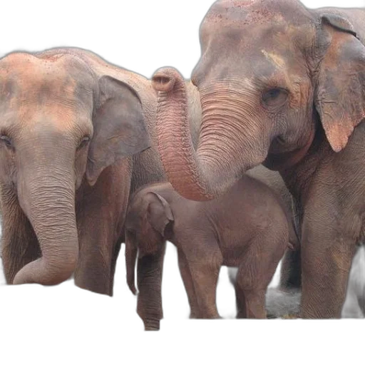 animal, earth tones, three, elephants, including, baby, elephant, stand transparent PNG cut-out
